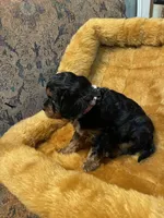 Carol, a female Cavapoo for sale in Liberty, MS – Photo 3 of 8