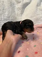 Carol, a female Cavapoo for sale in Liberty, MS – Photo 6 of 8