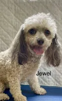 Jewel, a female Poodle - Toy  for sale in Liberty, MS – 1 of 2