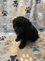 Angus, a male Cavapoo for sale in Liberty, MS – 4 of 10