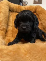 processed/c51f0477-29bd-4d7b-8e25-ed8ec4c57946/listing/c516cb78-7e5a-48fb-845e-51c757ec2dac/a4181950-a7f6-42d1-8d3e-f9882880612a