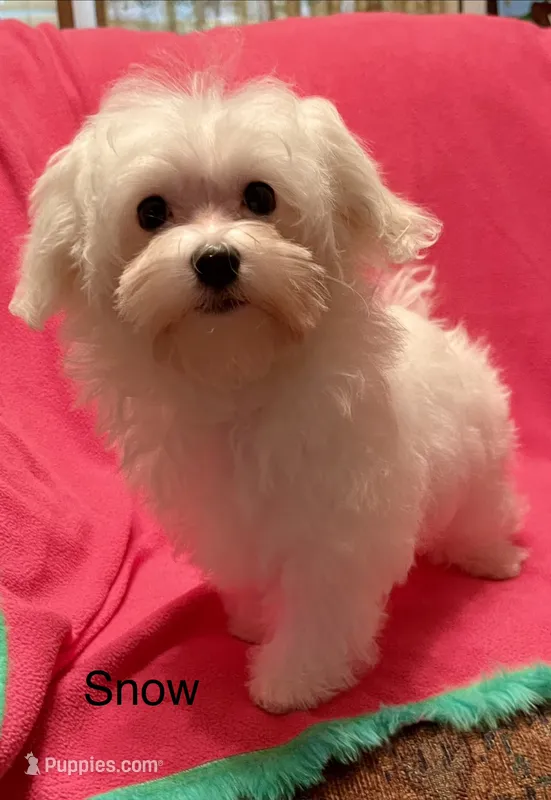 Snow (AKC) – Maltese puppy for sale in Liberty, MS