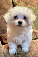 Landon, a male Maltipoo for sale in Liberty, MS – 1 of 2
