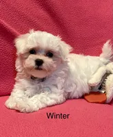 Winter, a female Maltese for sale in Liberty, MS – 2 of 9