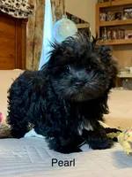 Pearl, a female Maltipoo for sale in Liberty, MS – 2 of 10