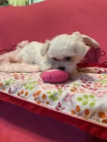 Winter, a female Maltese for sale in Liberty, MS – 8 of 9