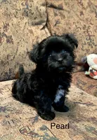 Pearl, a female Maltipoo for sale in Liberty, MS – 1 of 4