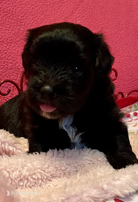 Dolly – Maltipoo puppy for sale in Liberty, MS