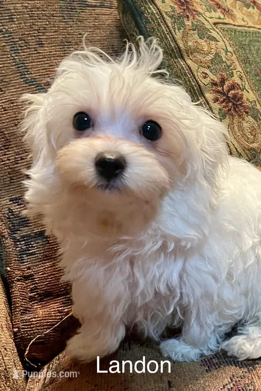 Landon – Maltipoo puppy for sale in Liberty, MS