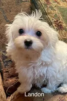 Landon, a male Maltipoo for sale in Liberty, MS – 1 of 7