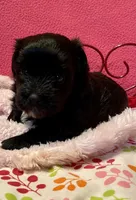 Dolly, a female Maltipoo for sale in Liberty, MS – 3 of 7