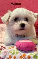 Winter, a female Maltese for sale in Liberty, MS – 5 of 9