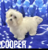 Cooper, a male Maltipoo for sale in Liberty, MS – 2 of 2