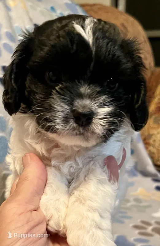 Bandit – Cavapoo puppy for sale in Liberty, MS