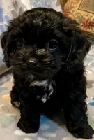Angus, a male Cavapoo for sale in Liberty, MS – 2 of 10