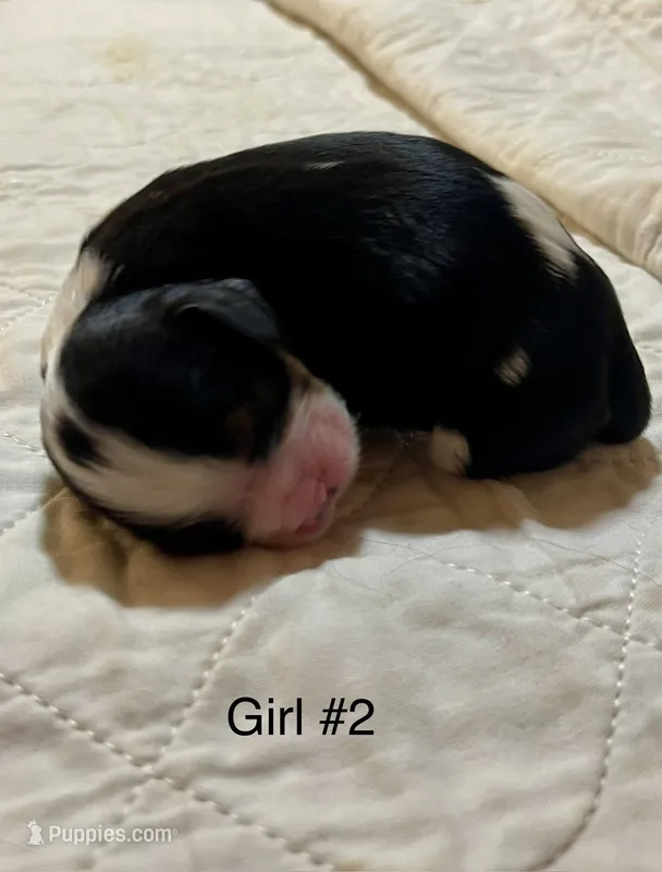 Alabama (Ali) – Cavalier King Charles Spaniel puppy for sale in Liberty, MS