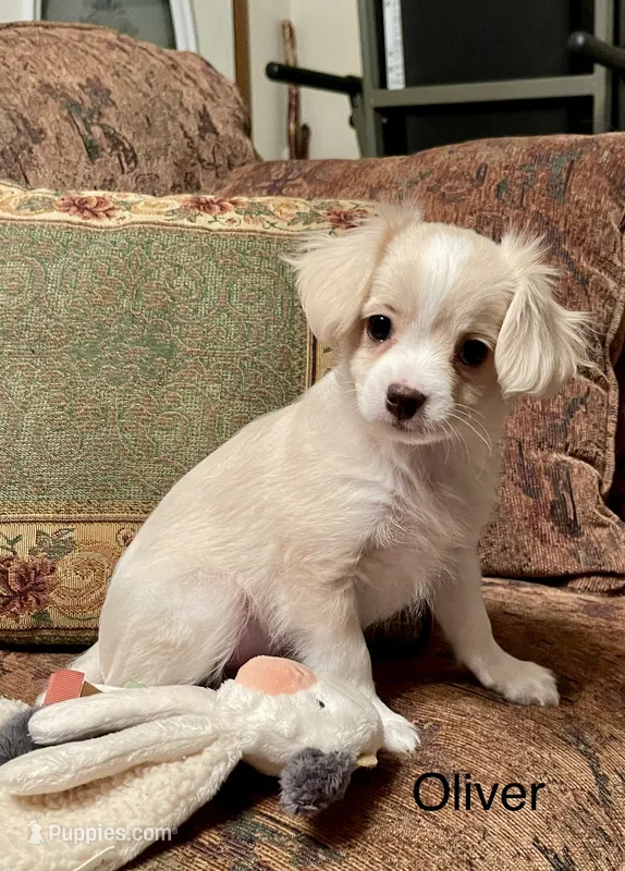 Oliver – Cavalier King Charles Spaniel, Maltese puppy for sale in Liberty, MS