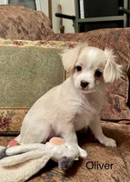 Oliver, a male Cavalier King Charles Spaniel and Maltese for sale in Liberty, MS – 2 of 8
