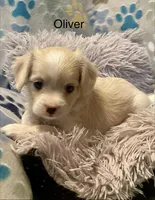 Oliver, a male Cavalier King Charles Spaniel and Maltese for sale in Liberty, MS – Photo 3 of 4