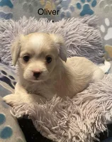 Oliver, a male Cavalier King Charles Spaniel and Maltese for sale in Liberty, MS – Photo 1 of 4