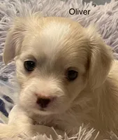 Oliver, a male Cavalier King Charles Spaniel and Maltese for sale in Liberty, MS – Photo 2 of 4
