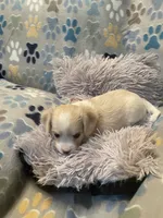 Oliver, a male Cavalier King Charles Spaniel and Maltese for sale in Liberty, MS – Photo 4 of 4