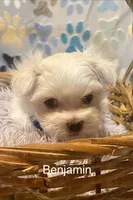 Benjamin , a male Maltese for sale in Liberty, MS – Photo 3 of 4
