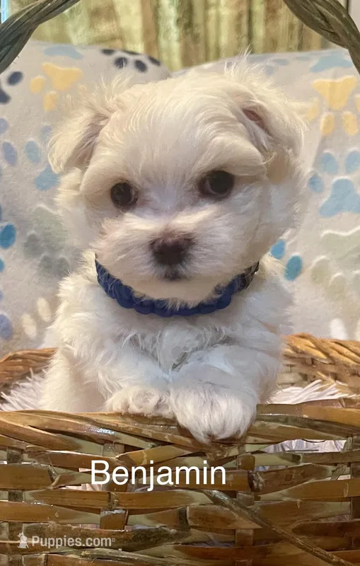 Benjamin  – Maltese puppy for sale in Liberty, MS