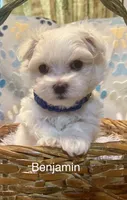 Benjamin , a male Maltese for sale in Liberty, MS – Photo 1 of 4
