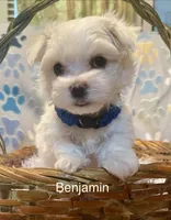Benjamin , a male Maltese for sale in Liberty, MS – Photo 4 of 4