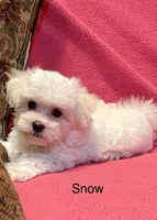 Snow, a female Maltese for sale in Liberty, MS – 3 of 10