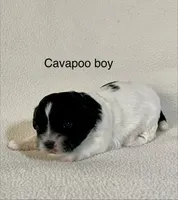 Bandit, a male Cavapoo for sale in Liberty, MS – 1 of 3