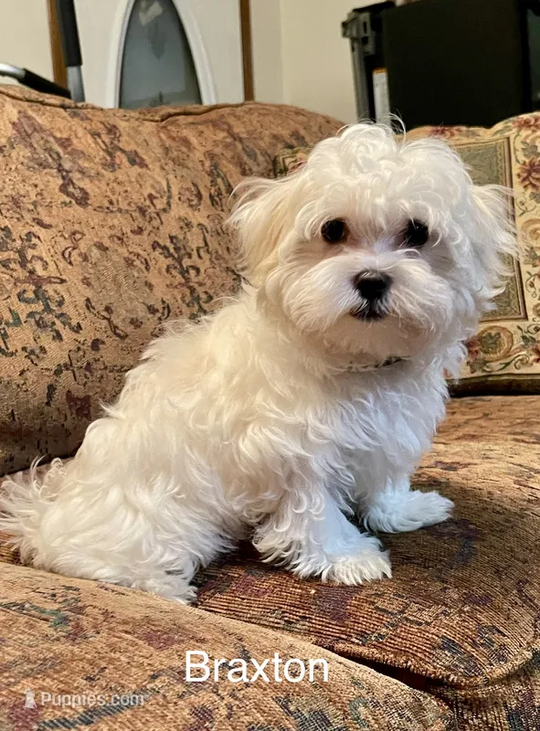 Braxton – Maltese puppy for sale in Liberty, MS