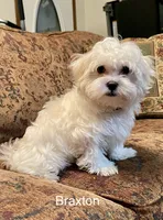 Braxton, a male Maltese for sale in Liberty, MS – 1 of 7