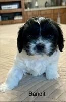 Bandit, a male Cavapoo for sale in Liberty, MS – 5 of 9