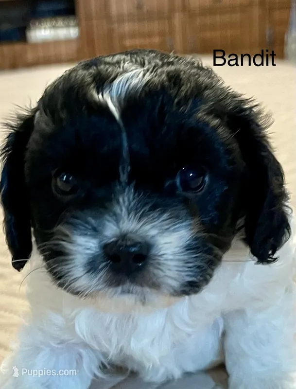 Bandit – Cavapoo puppy for sale in Liberty, MS