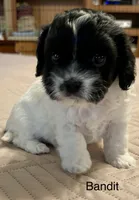 Bandit, a male Cavapoo for sale in Liberty, MS – 6 of 9