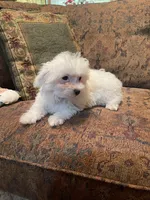 Leonard, a male Maltipoo for sale in Liberty, MS – 8 of 9