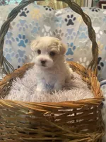 Braxton, a male Maltese for sale in Liberty, MS – Photo 4 of 4