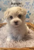 Braxton, a male Maltese for sale in Liberty, MS – Photo 2 of 4