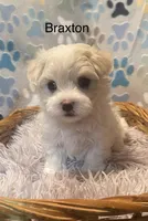 Braxton, a male Maltese for sale in Liberty, MS – Photo 1 of 4