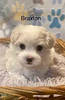 Braxton, a male Maltese for sale in Liberty, MS – Photo 3 of 4