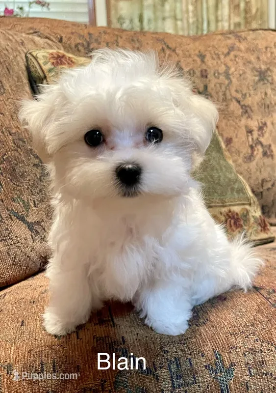 Blain – Maltese puppy for sale in Liberty, MS