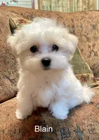 Blain, a male Maltese for sale in Liberty, MS – 1 of 7