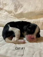 Mississippi (Missy), a female Cavalier King Charles Spaniel for sale in Liberty, MS – 1 of 4
