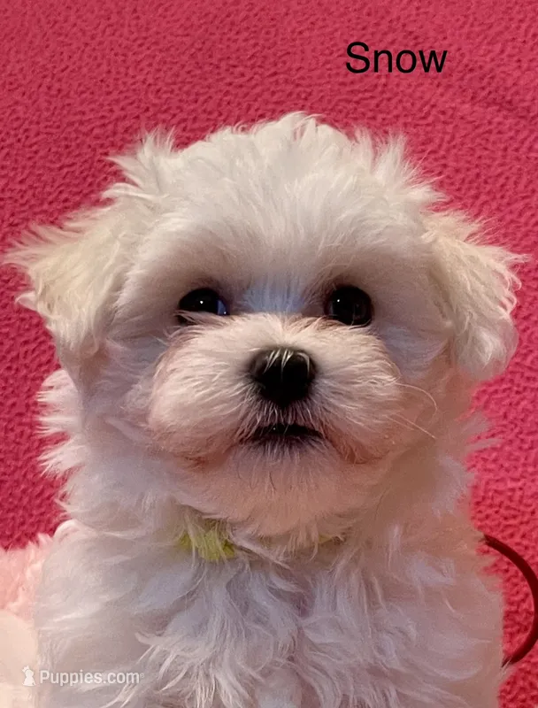 Snow – Maltese puppy for sale in Liberty, MS