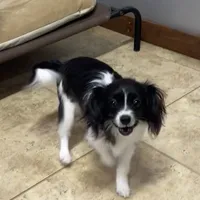 Bob(CavaMalt), a male Cavalier King Charles Spaniel and Maltese for sale in Liberty, MS – Photo 3 of 10