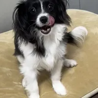 Bob(CavaMalt), a male Cavalier King Charles Spaniel and Maltese for sale in Liberty, MS – Photo 4 of 10