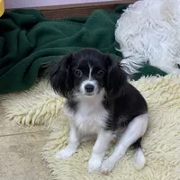 Bob(CavaMalt), a male Cavalier King Charles Spaniel and Maltese for sale in Liberty, MS – Photo 9 of 10