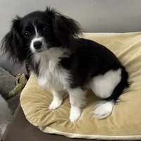 Bob(CavaMalt), a male Cavalier King Charles Spaniel and Maltese for sale in Liberty, MS – Photo 7 of 10